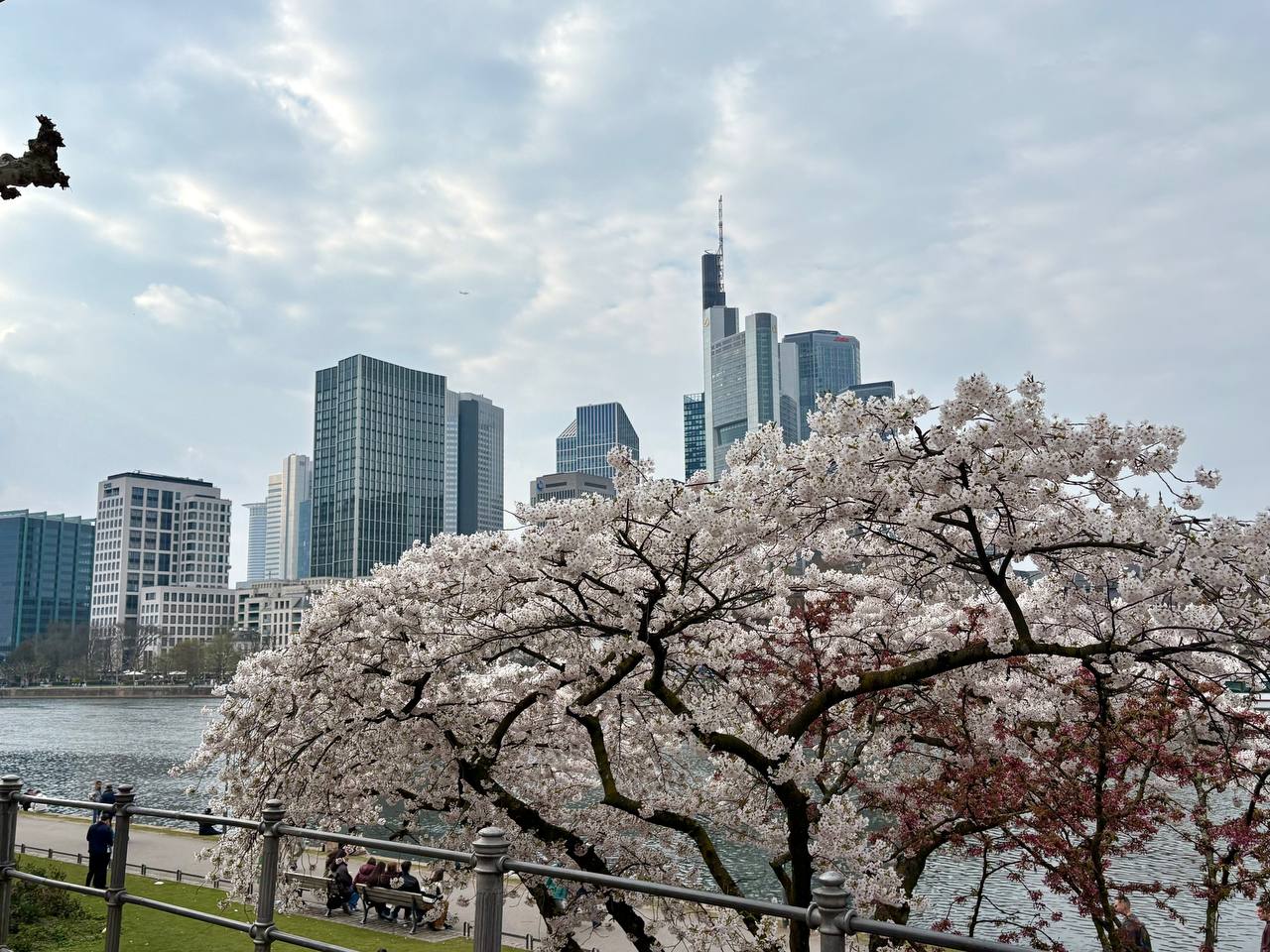 Post: знаю красивые места с сакурой в Германии